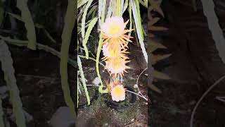 Floración de Ocamponis en la noche de junio pitaya pitahaya agriculture nature [upl. by Charis615]