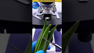 Okra Under The Microscopethistechnologyshortsmicroscopemrbeast shortsfeed [upl. by Sisely]