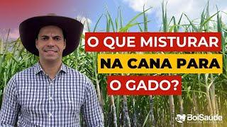 O QUE COMBINAR COM CANA DE AÇÚCAR PARA OTIMIZAR A ALIMENTAÇÃO DO GADO [upl. by Ora]