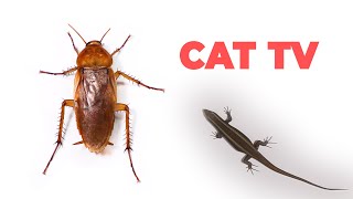 CAT GAMES  Cockroach and Lizard for Cats to Watch [upl. by Uria683]