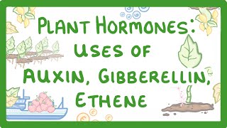 GCSE Biology  Plant Hormones  Uses of Auxin Gibberellin and Ethene 53 [upl. by Oilicec282]