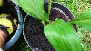 Orchid care tipsRepotting Calanthe triplicata  Christmas orchid  terrestrial orchid [upl. by Icyak948]