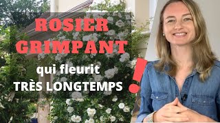 ROSIER GRIMPANT qui fleurit TRÈS LONGTEMPS [upl. by Azila]