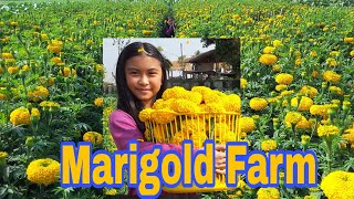 Marigold FarmThaiFil daughter Eunice [upl. by Huldah]