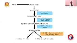 Metabolism of Ketone Bodies Komalavalli [upl. by Waylen]