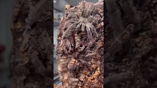 How do Tarantulas Reproduce [upl. by Xonnel]