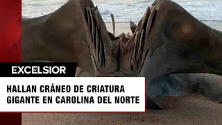 Descubren cráneo gigante de una criatura de 40 toneladas en playa de Carolina del Norte [upl. by Yrellav816]