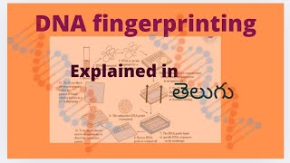 DNA Finger printing  explained in teluguGenetics [upl. by Littlejohn809]