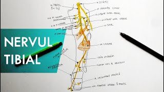 Nervul Tibial  Tutorial Anatomie [upl. by Fronnia160]