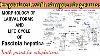 Fasciola hepatica Sheep liverfluke Life cycle [upl. by Alaik929]