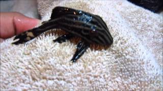 Pleco Care amp Info Hypostomus Plecostomus [upl. by Richards507]