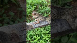 Tree Lizard waiting for food shorts reptile [upl. by Malory139]