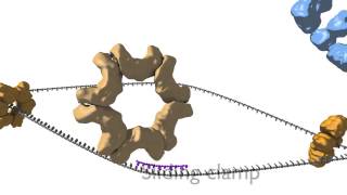 DNA Replication [upl. by Celinka]