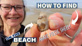 How to Find Beach Agates Fossils Jasper Petrified Wood and more Rockhounding on the Oregon Coast [upl. by Hoon944]