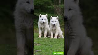 White Wolf Pups A Symphony of Cuteness shortsfeed shortvideo shorts [upl. by Sapphire]