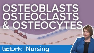 Osteoblasts Osteoclasts and Osteocytes  What Do They Do  Gerontology Nursing [upl. by Tod71]