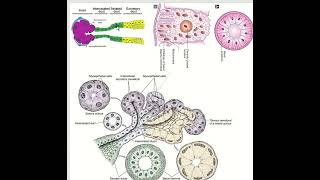 Salivary gland I Serous vs Mucous acini and duct [upl. by Casper]