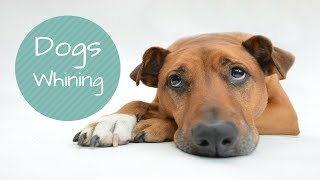 DOGS WHINING AND CRYING sound effect Show this to your Dog and See What HappensSound Effect HD [upl. by Suiravad]