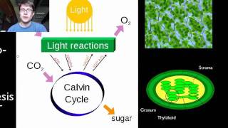 Photosynthesis and Respiration [upl. by Newfeld]