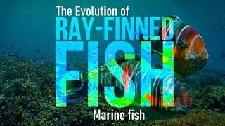 Marine fishes Rayfinned fish Pt44 [upl. by Kee33]