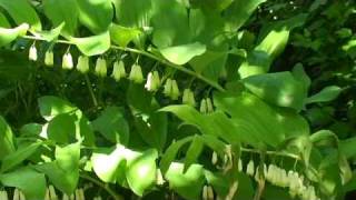 08 Polygonatum biflorum Séquence 10Vivaces printanières 1m4v [upl. by Glenden]