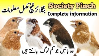 Bengalese Society Finch Breeding Tips  Bengalese Society Finch Male Female  Society Finch Singing [upl. by Nwahsal202]