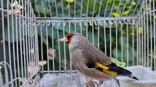 Goldfinch Singing Song  Goldfinch Sounds [upl. by Llerehc]