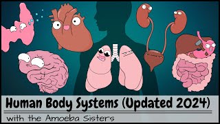 Human Body Systems Overview Updated 2024 [upl. by Haeli]