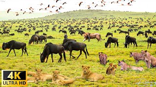 4K African Wildlife  The Worlds Greatest Migration from Tanzania to Kenya With Real Sounds [upl. by Trisa884]