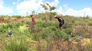 Mon Jardin Ma Maison  Bac Legumes Ecolo Agriculture [upl. by Watkin33]