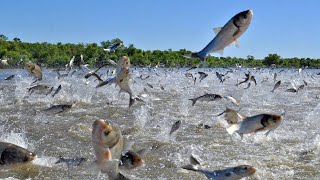 Amazing aquaculture farm  Harvesting hundreds of tons of commercial fish in the pond [upl. by Heise48]