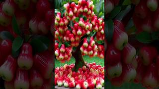 Quick and easy method for planting and growing waxapple fruit trees gardening [upl. by Lalage]