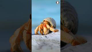 Hermit Crab 🦀 Tiny Pet with Big Personality [upl. by Belloir]