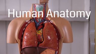 Basic Human Anatomy for Beginners [upl. by Otrebmal490]