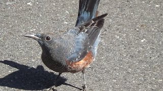 Blue Rock Thrush  Monticola solitarius  from August to October 2023 [upl. by Nolahp8]