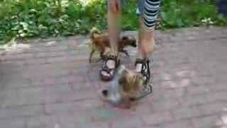 Yorkshire Terrier training [upl. by Nanny]