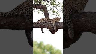 Relaxing in Treetop leopard treetop wildlife wildanimals animals animallover nature forest [upl. by Alleyn]