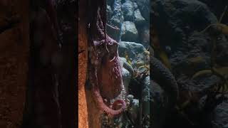 GIANT OCTOPUS 2 🐙 MONTEREY BAY AQUARIUM [upl. by Brad]