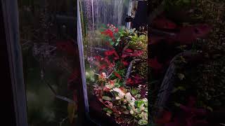 Feeding Red Phantom Tetra Through Feeding Channel aquascape aquarium bangladesh [upl. by Enylcaj]