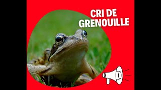 CRI DE GRENOUILLE 🔊 [upl. by Yelyak]