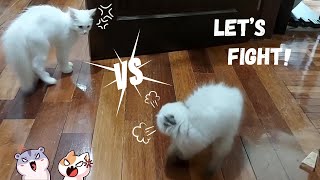 Kittens Unfriendly Match 😾⚔️😼 [upl. by Petrina]