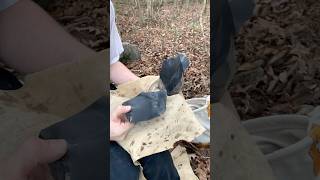 Spalling Dacite Obsidian flintknapping obsidian rockhounding obsidiana asmr stoneage stoneart [upl. by Olatha]