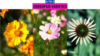 Coreopsis Varieties A to Z [upl. by Imefulo]