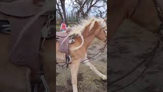 Haflinger mare Mirata cantering in the round pen [upl. by Onitram862]