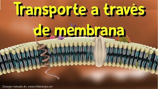 Membrana plasmática I Transporte a través de membrana [upl. by Darell268]