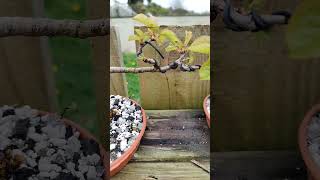 cherry bonsai letslearn howtobonsai spring april treemasons [upl. by Ailadi]