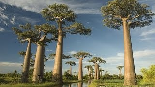 Les paysages de Madagascar Tsingy de Bemaraha Montagne dAmber Ranomafana Andringitra  Isalo [upl. by Hgieliak]