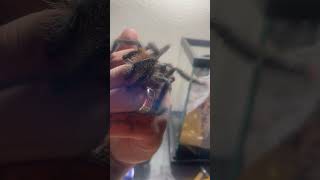 First time Handling pink toe tarantula juvenile tarantula spiderman pinktoe handling [upl. by Harbot]