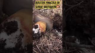 BROTADON DE BOLETUS PINOPHILUS SORIA 🍄‍🟫 [upl. by Airotciv690]