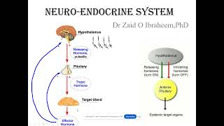 Introduction to neuroendocrine system [upl. by Garfield]